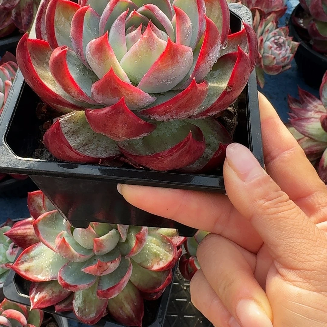 惊鸿惊鸿惊鸿 8 公分内勾