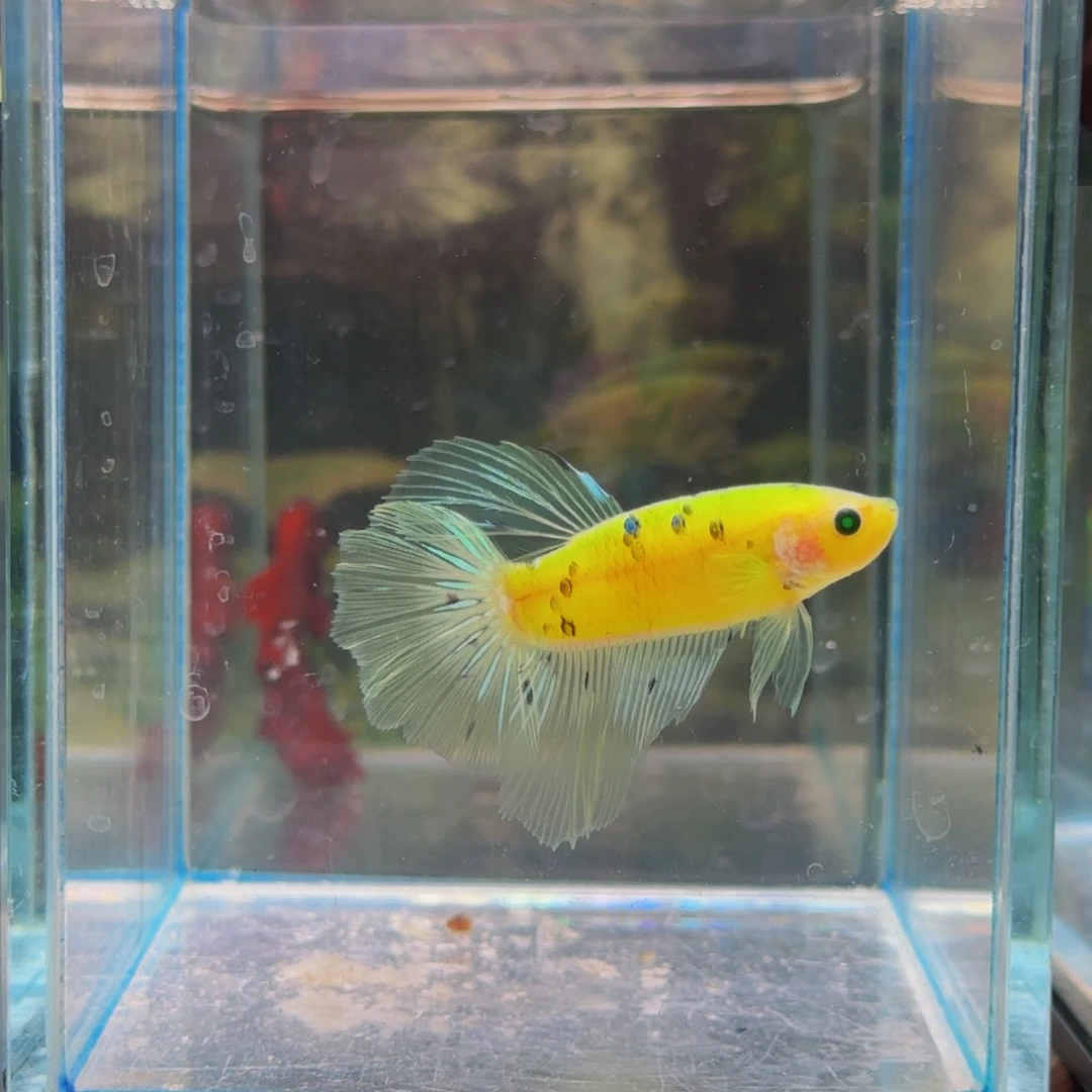 海水鱼我们在这里等着你们去看