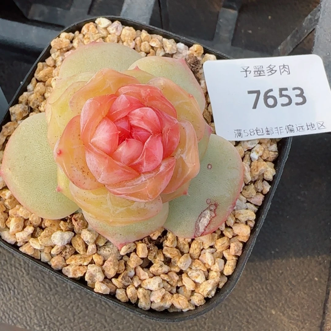 红丝绒，7653多肉植物