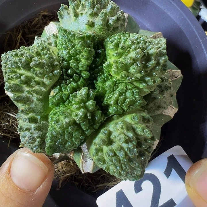 哥斯拉421仙人球开花