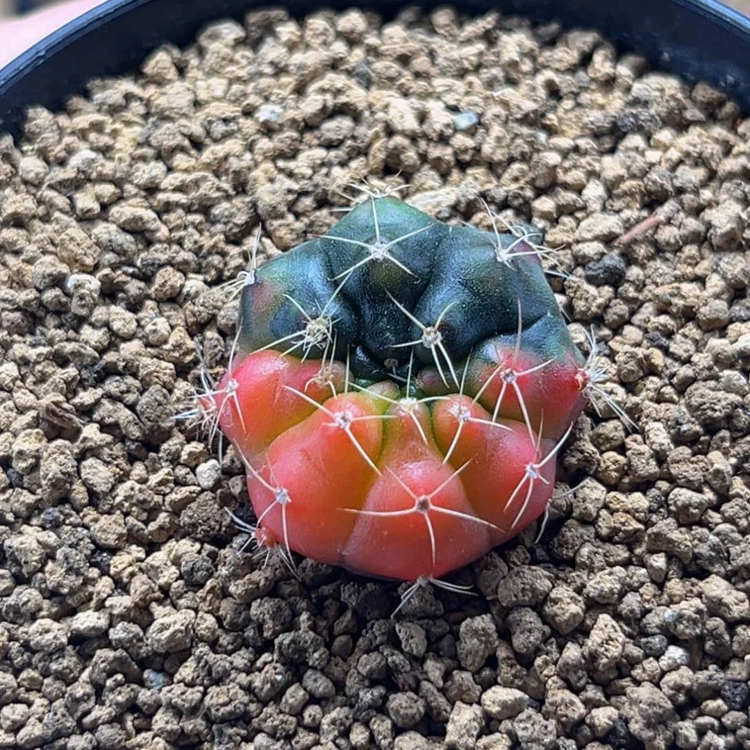 毒苹果 米哈仙人球