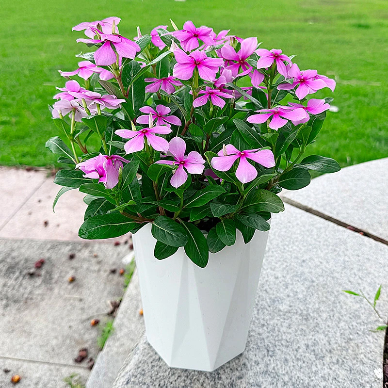 长春花木本天天开观赏花耐热耐晒四季开花好养适合阳台庭院