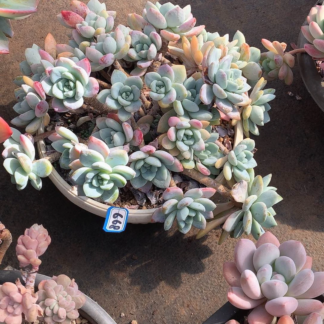 668冷香 一物一拍多肉