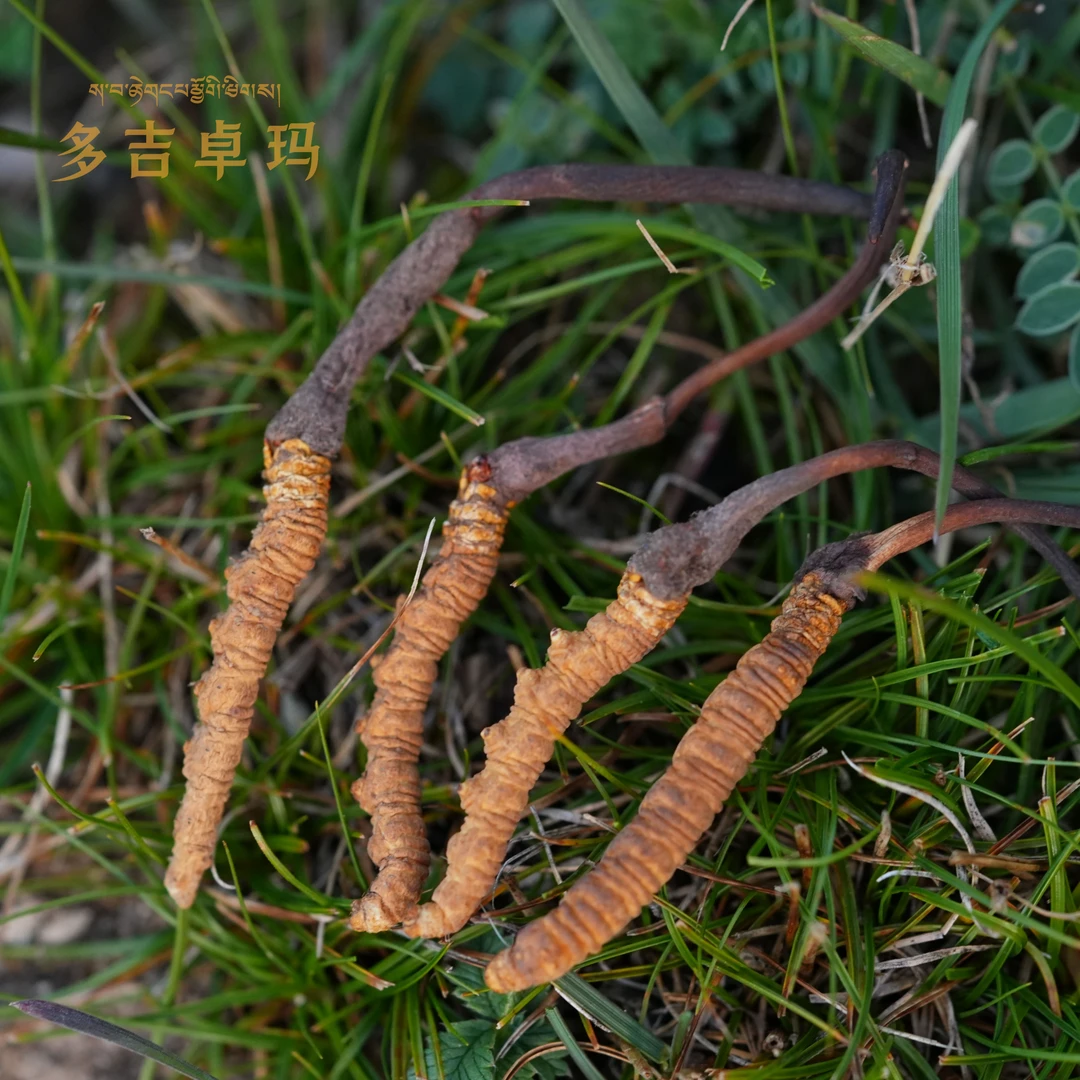 【超精品虫草】200根正宗青海玉树杂多天然冬虫夏草非人工培育
