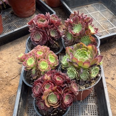 647多肉植物组合