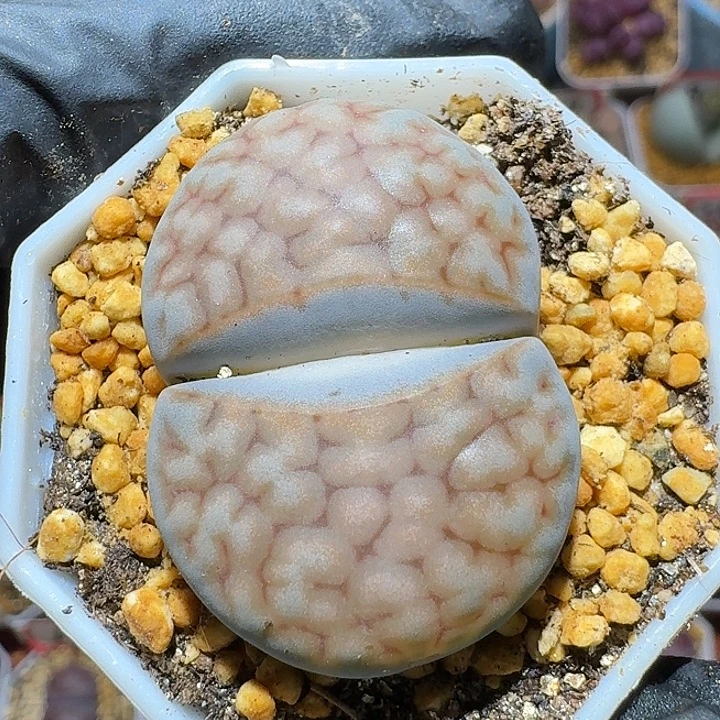 余****生石花112222。  118