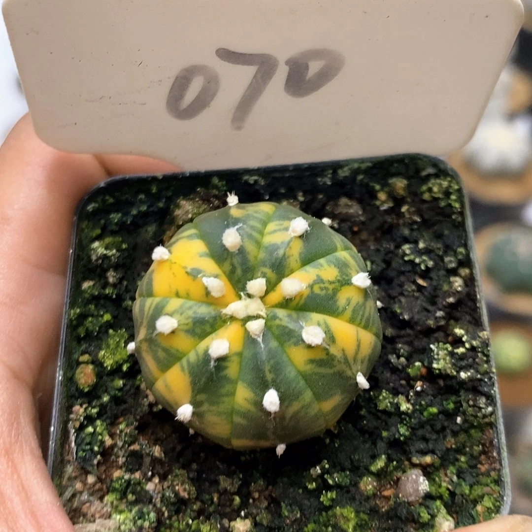 070福利特价咯福利了哈