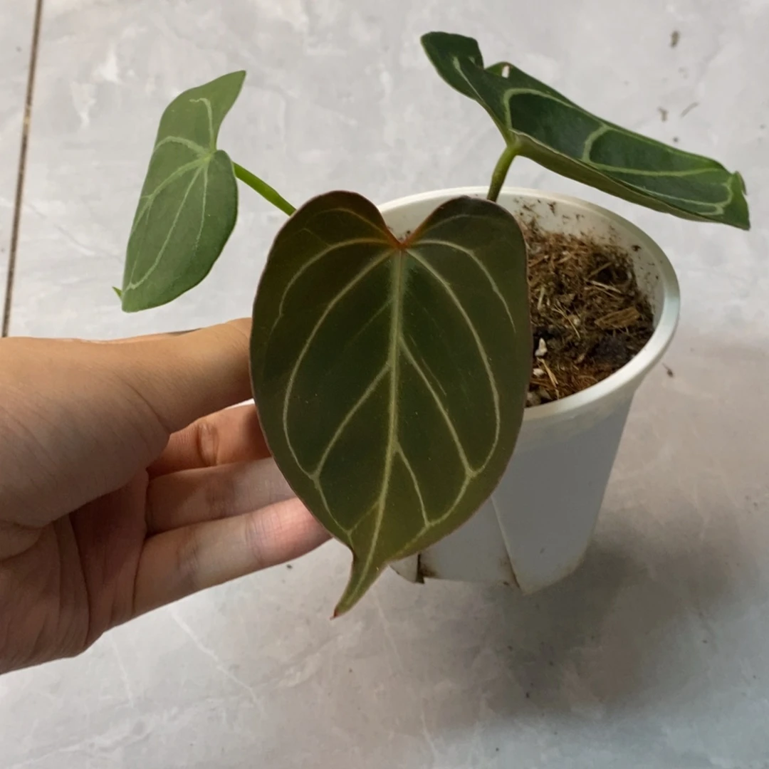 不开花植物kos籽播