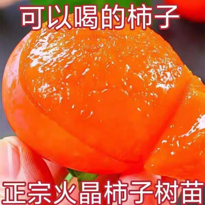 正宗陕西临潼火晶柿子树苗嫁接柿子苗水晶软柿子全国种植当年结果