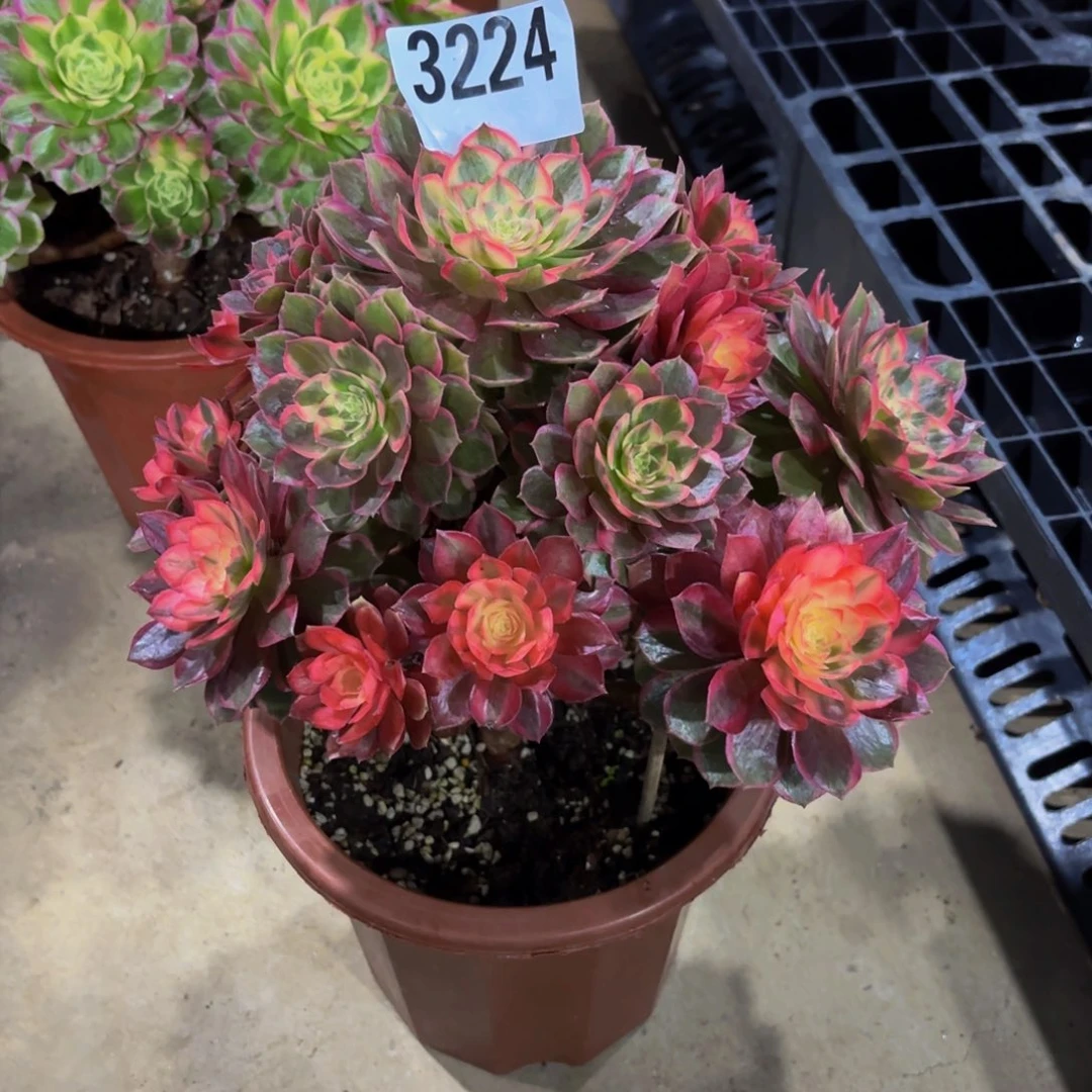 自***己无花朵3224黑魔锦111111