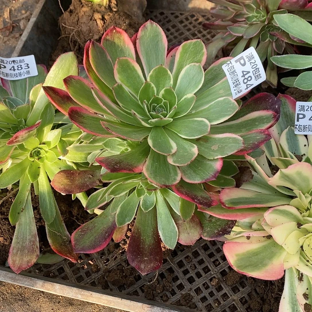 484粉花妖多肉法师锦量拍