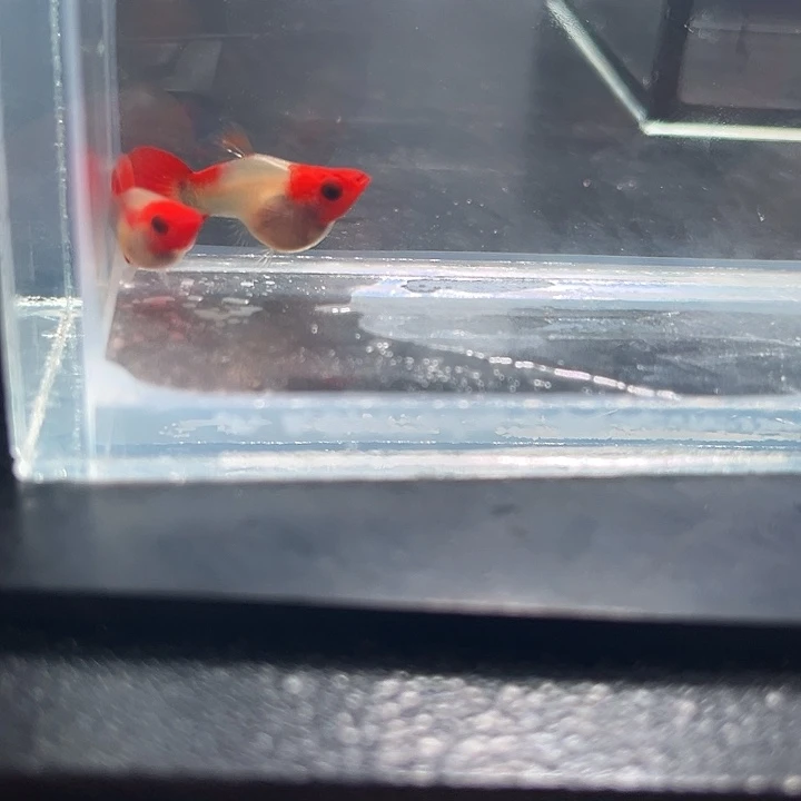孔雀鱼红头玻璃猫短体球1对