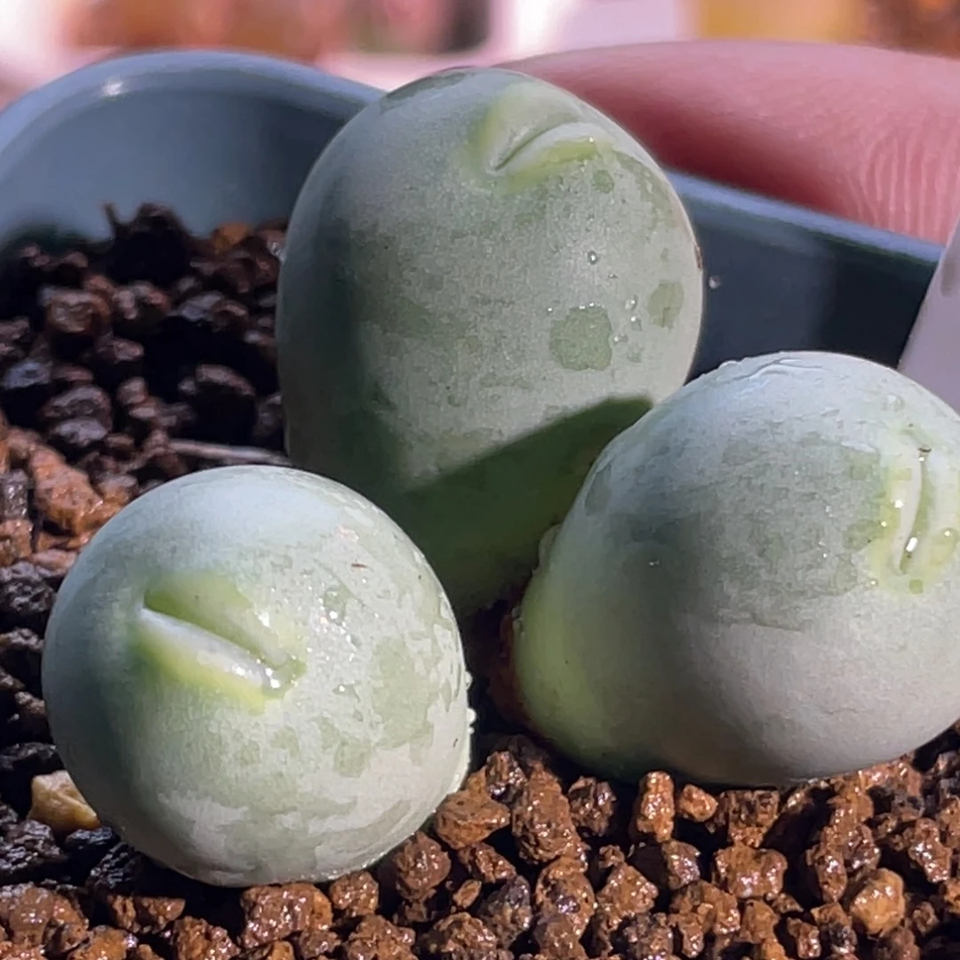 海豚嘴嘟嘟嘴植物一物一拍