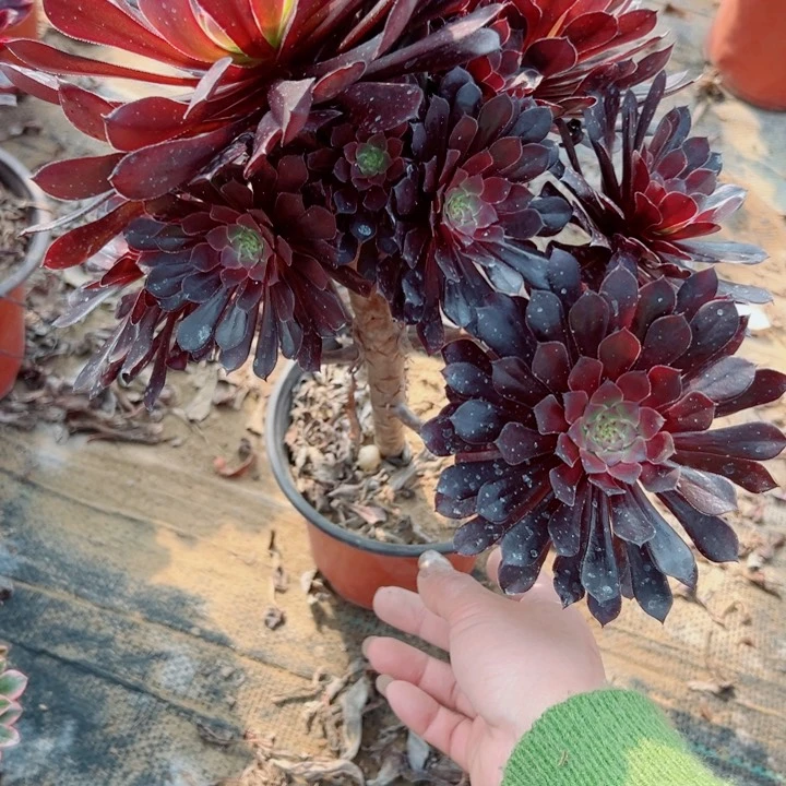 368黑铜多肉植物