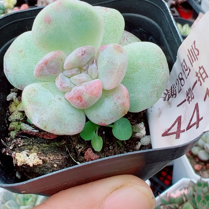 冰玉石化锦多肉植物441