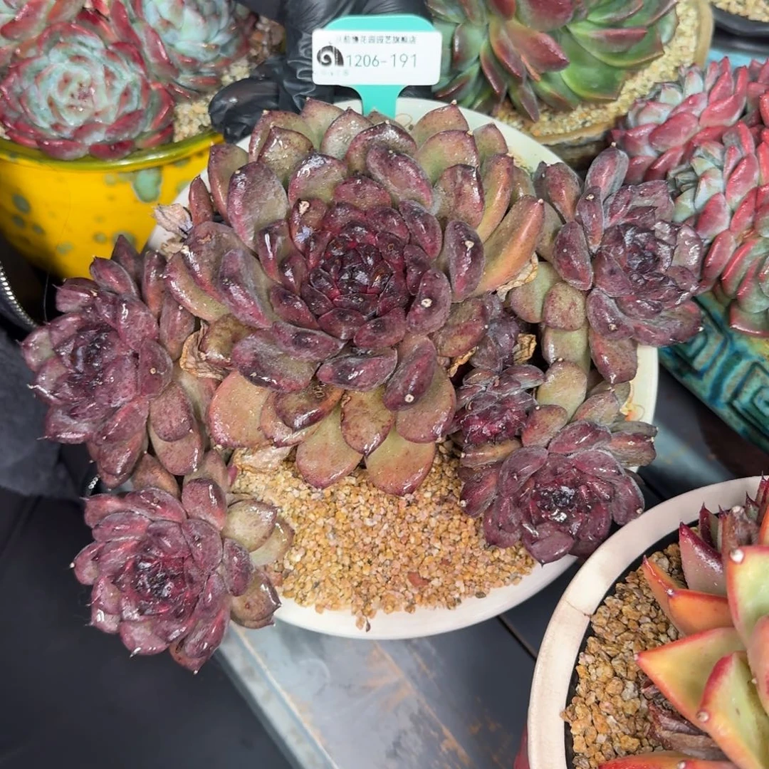 从前慢花园多肉编号1206.191