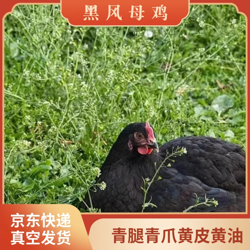 寿县强国林中黑凤母鸡真空冷鲜冷冻发货2只装