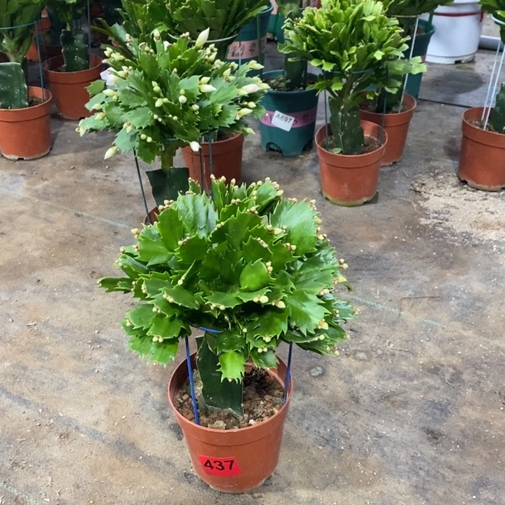当前无花栽培后可以开花437嫁接白玛丽