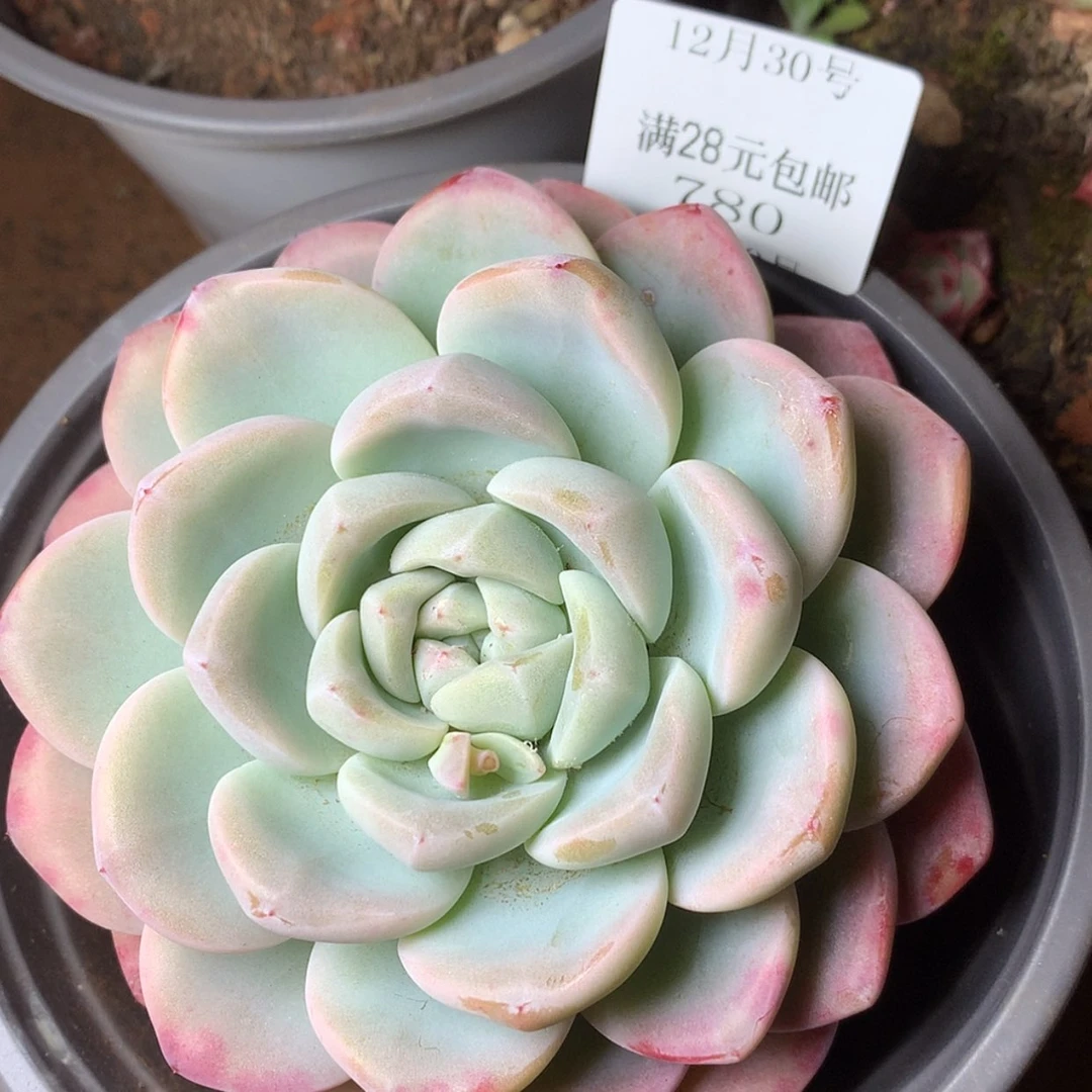 【闪购商品】云780号