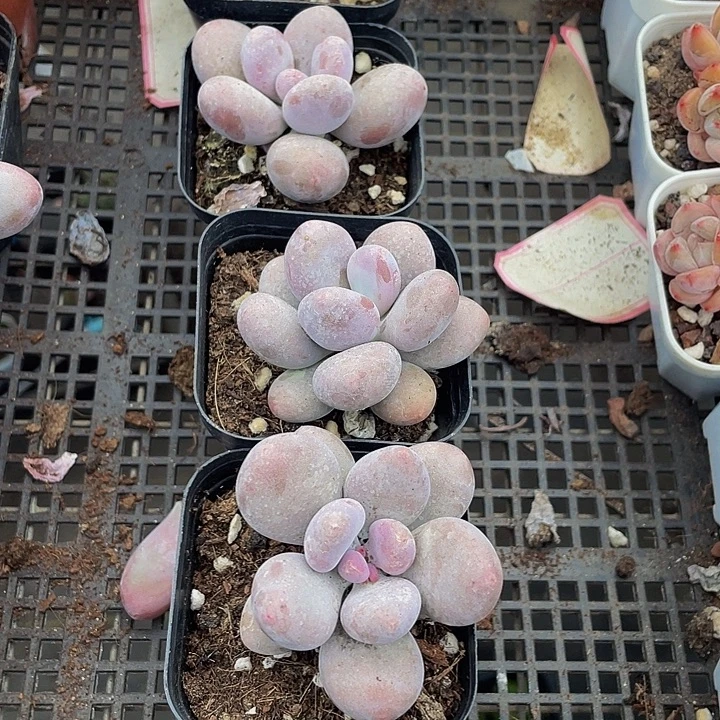 大奶酪带盆土发货