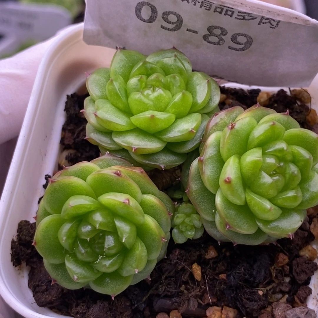 【闪购商品】09-89