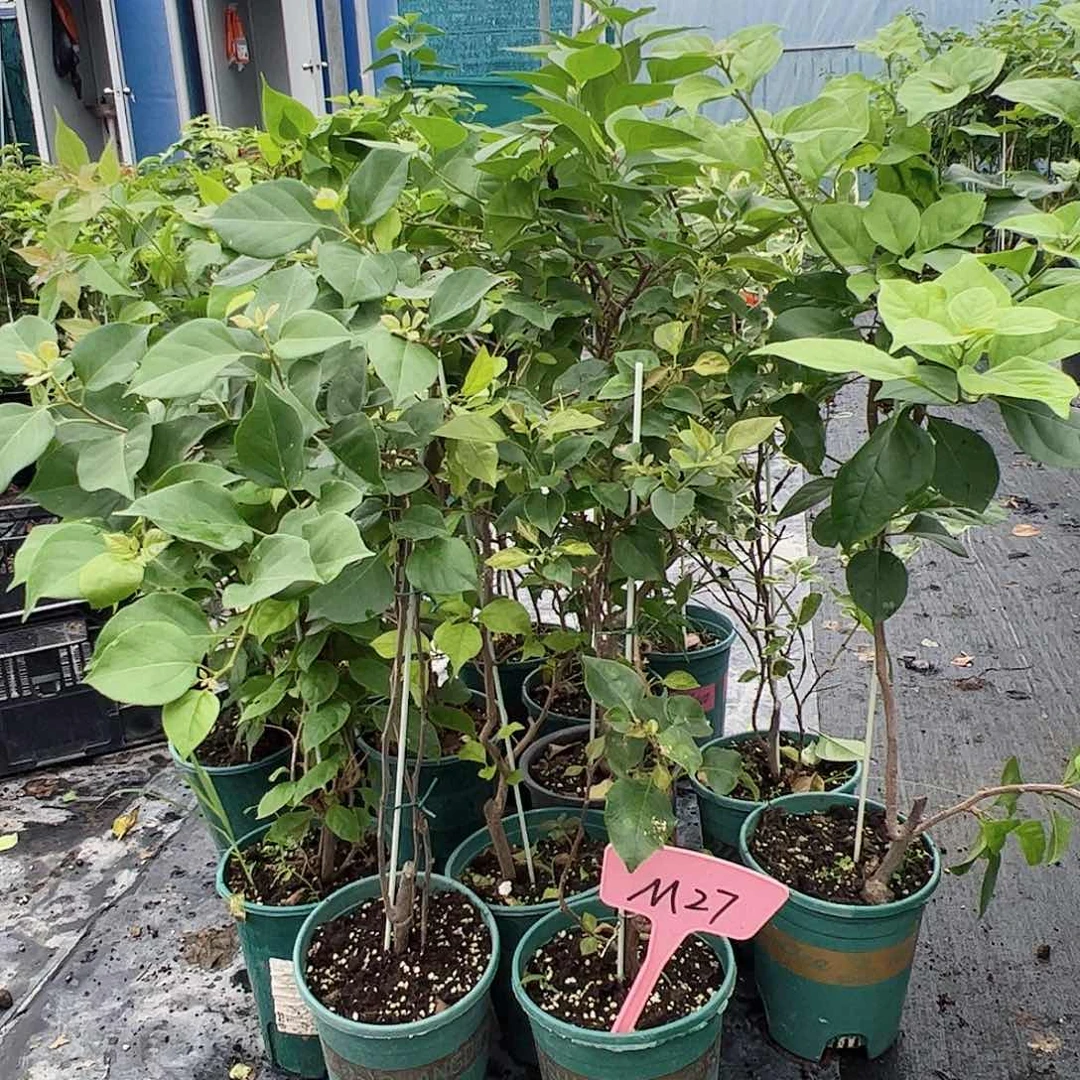 当前无花栽培后可以开花M27随机一颗