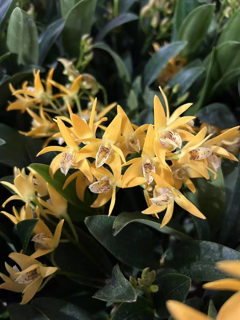 兰花 石斛兰《黄色大明石斛》  原盆原土发货