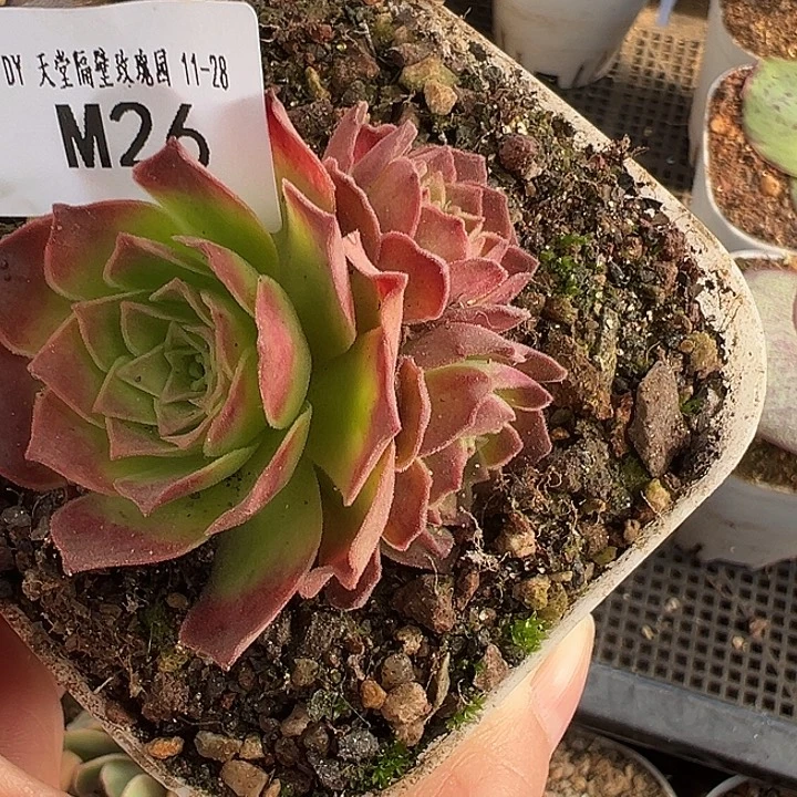 苗苗山地玫瑰不知名福利特价26