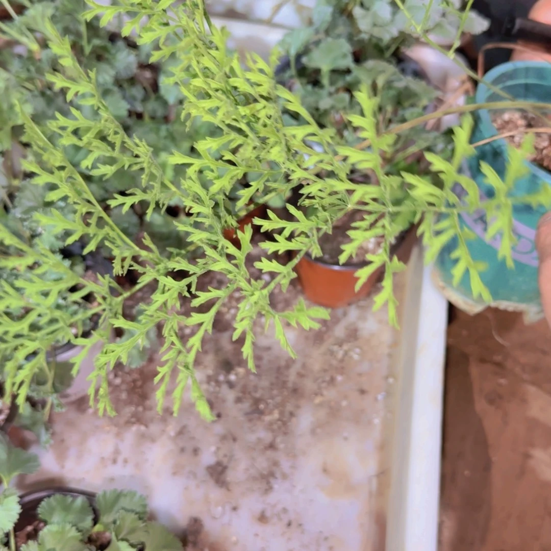 搅***娃块根植物块根植物