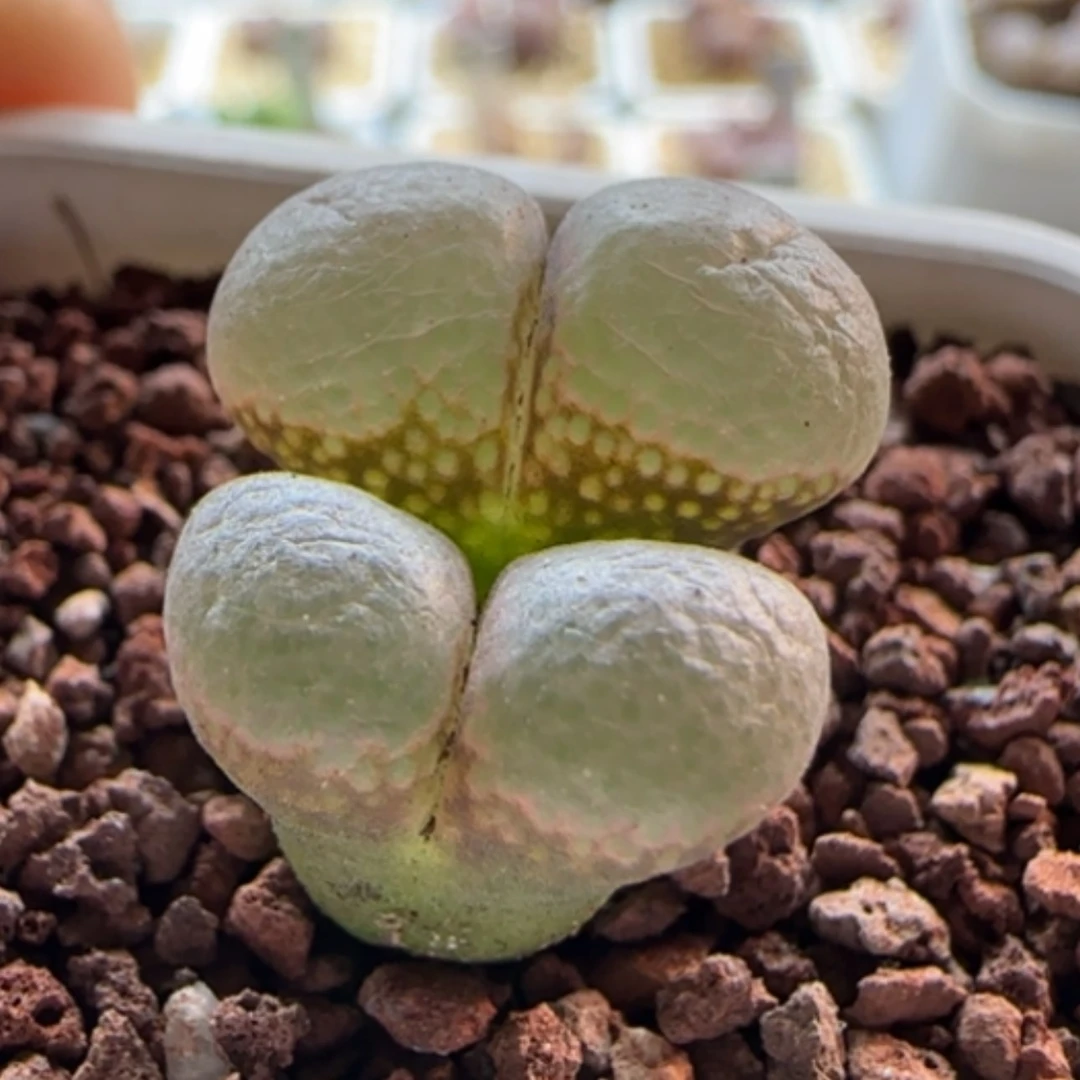 【闪购商品】0175粉风铃福利28包邮非偏远