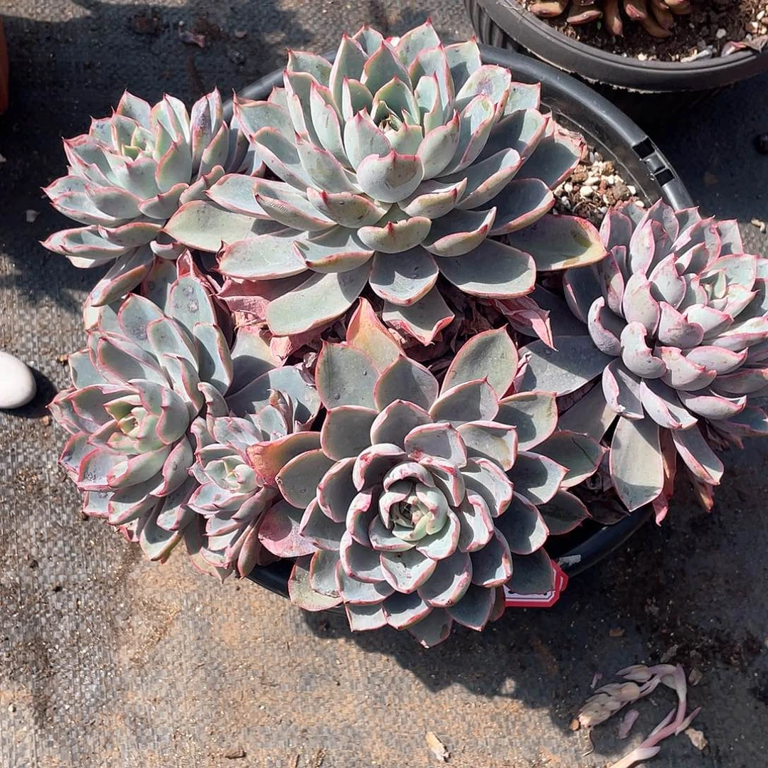 337赫拉 一物一拍多肉