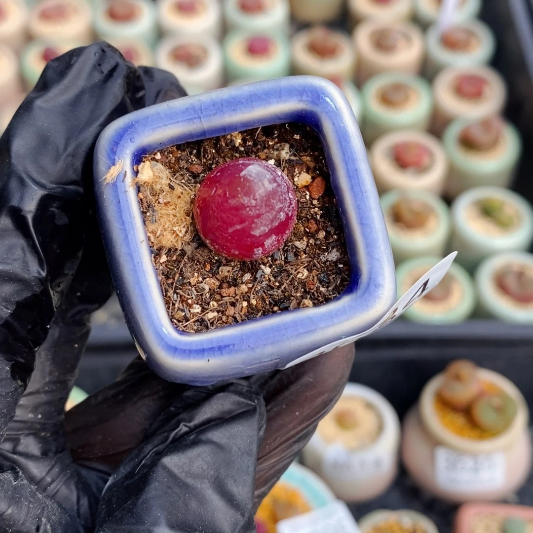 3634--一物一拍 带盆