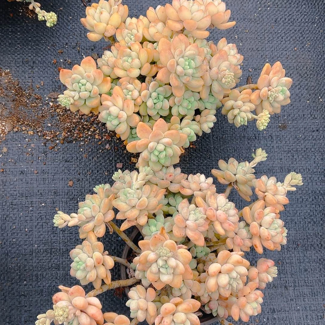 奶酪蛋糕，满18包邮