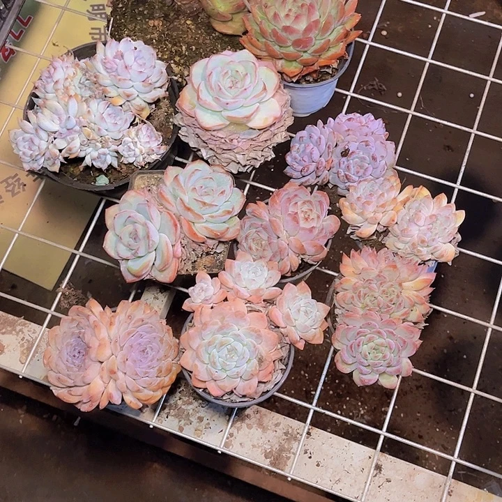 上***）好喜欢你这个造型诶小女孩太