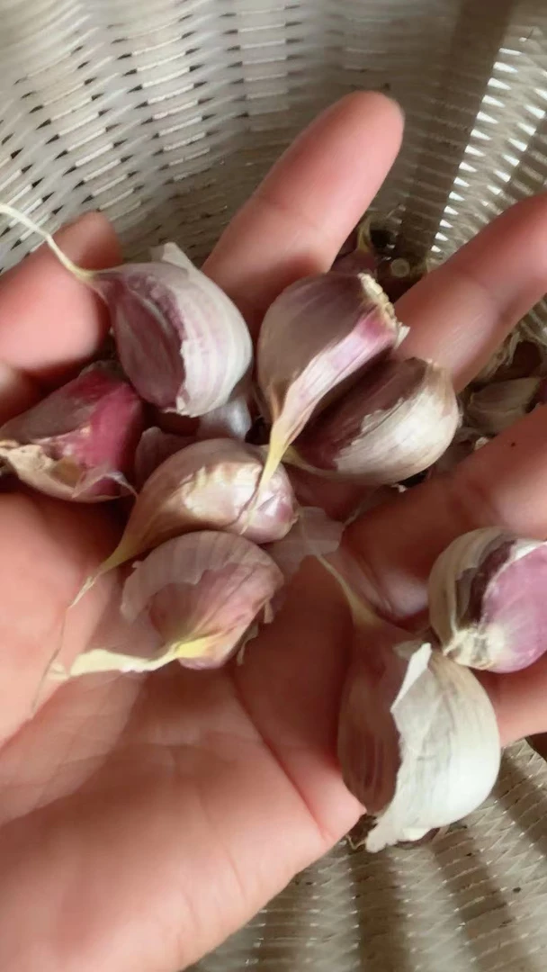 正宗汉源紫皮蒜瓣老品种可吃可种大蒜头