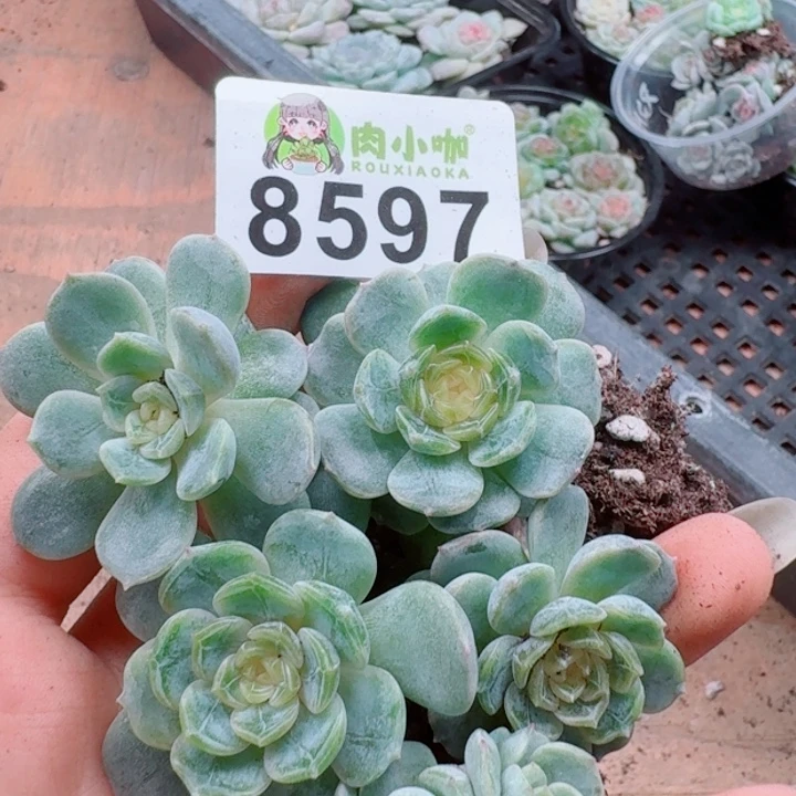 嘉***多肉植物多肉植物