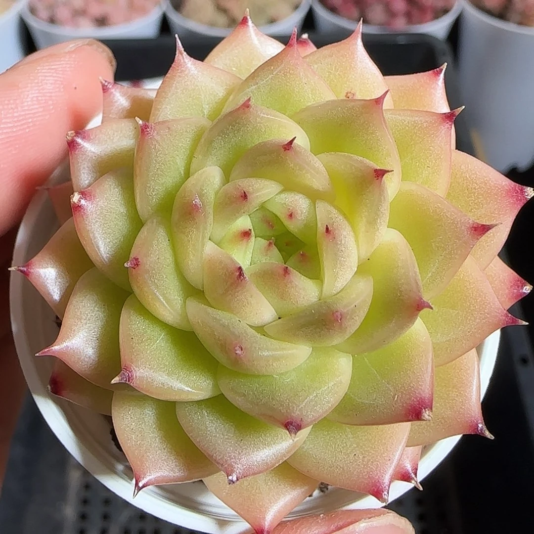 多肉1219-195麦秆