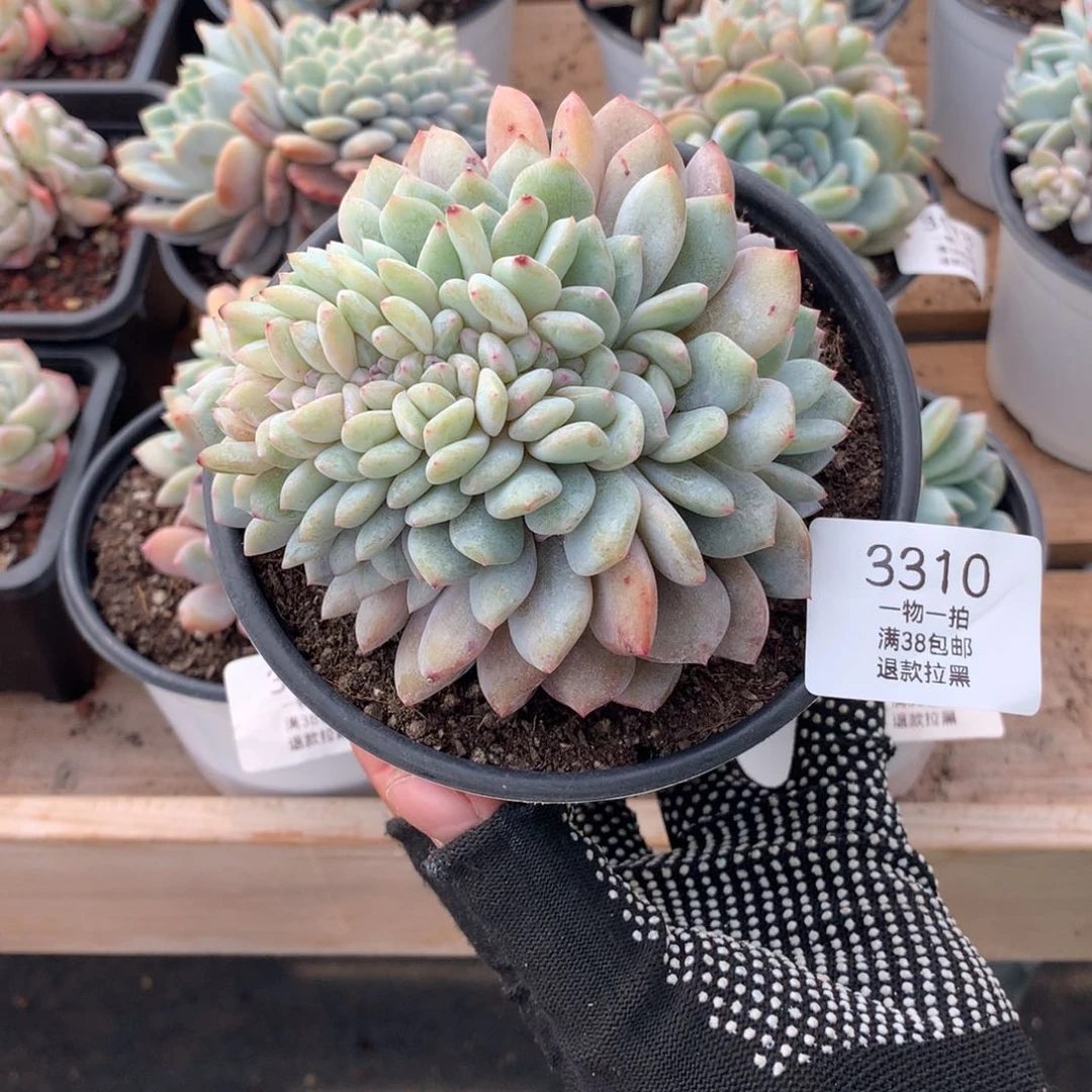 11厘米龙头星影缀3310