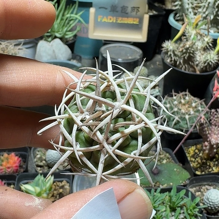 341碧岩玉脱土发货