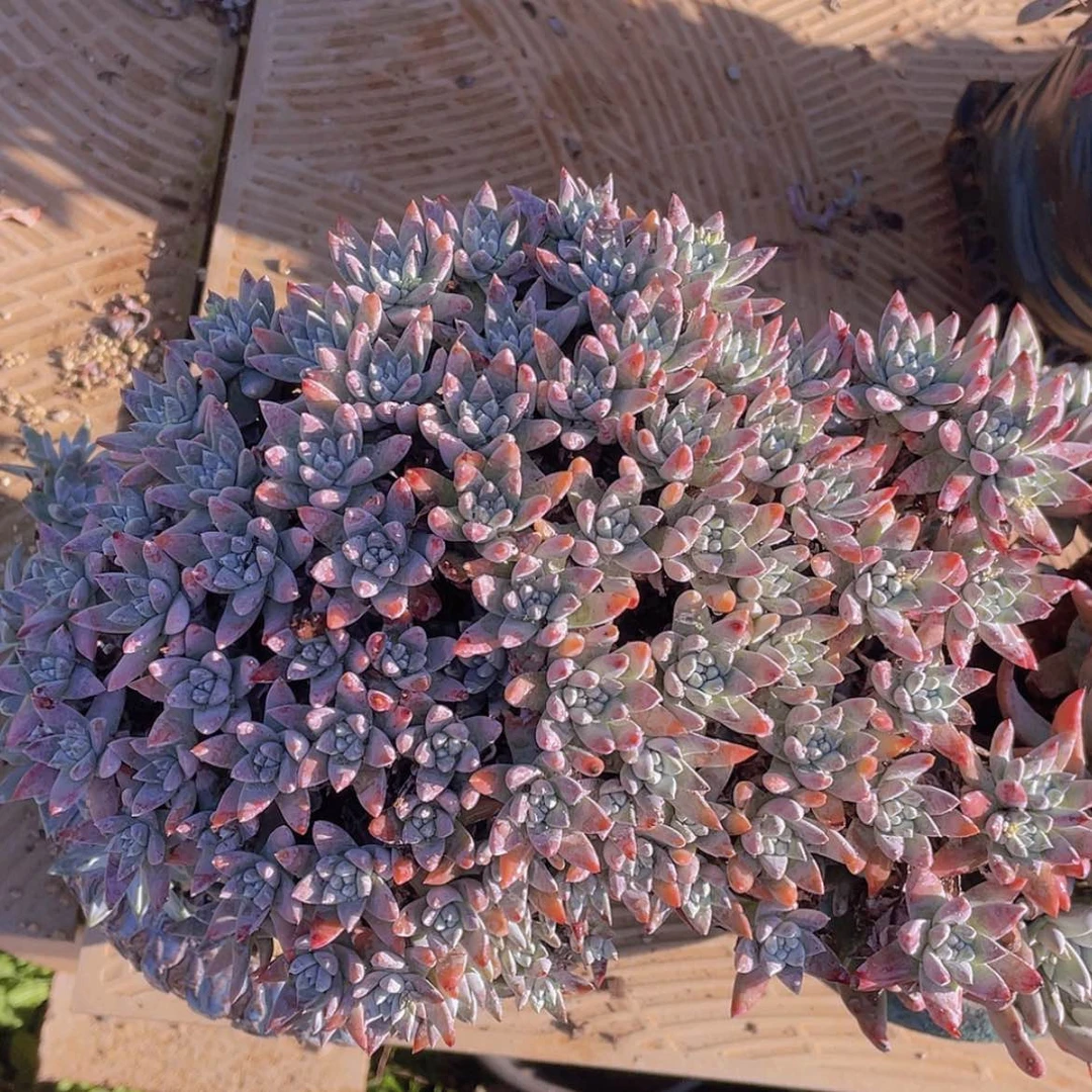 【闪购商品】大白姆满天星