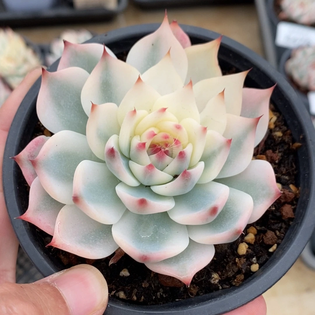 吉娃娃锦多肉植物8479