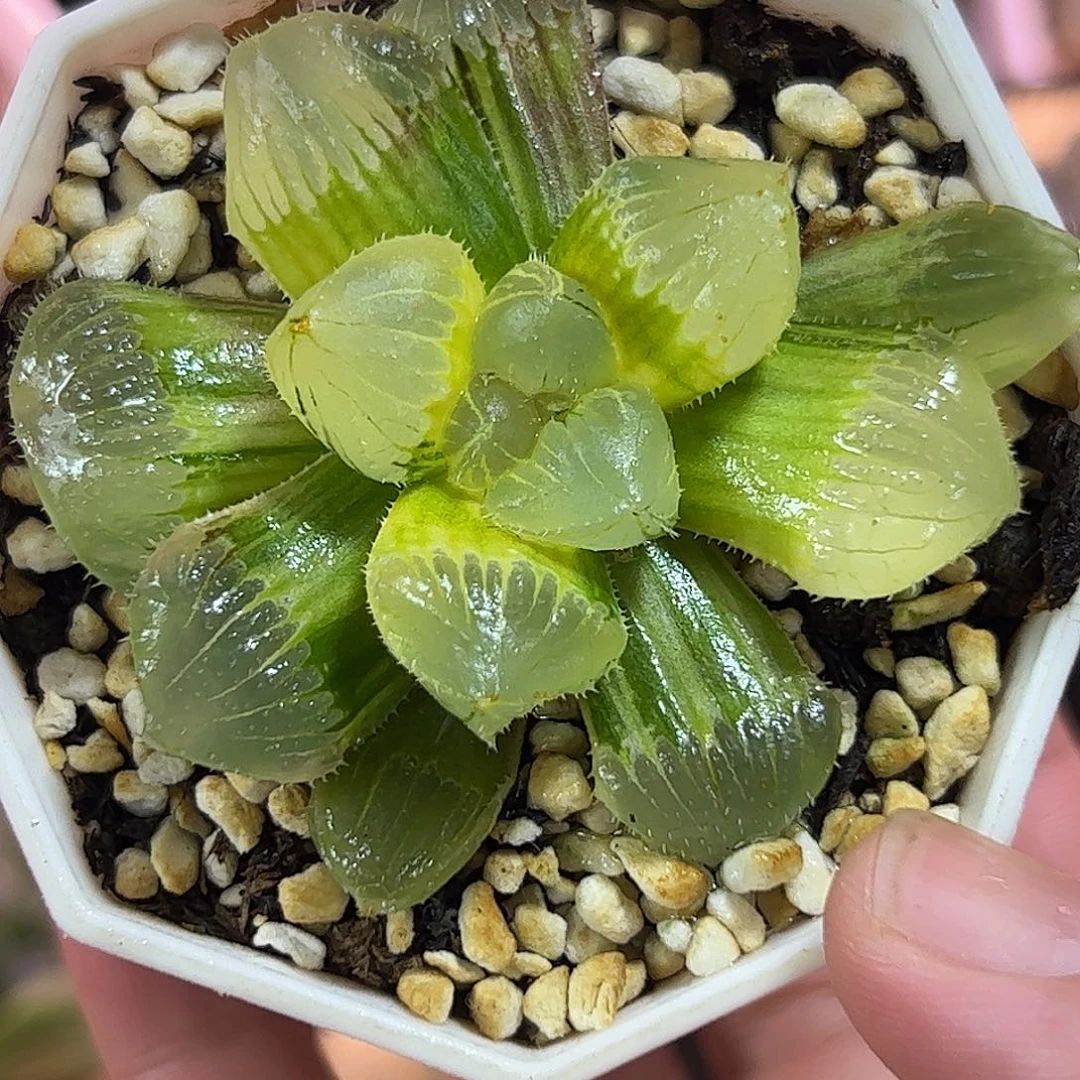 糯玉露锦新叶糊十二卷