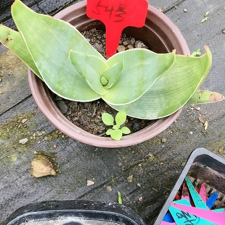 【闪购商品】银方锦芦荟