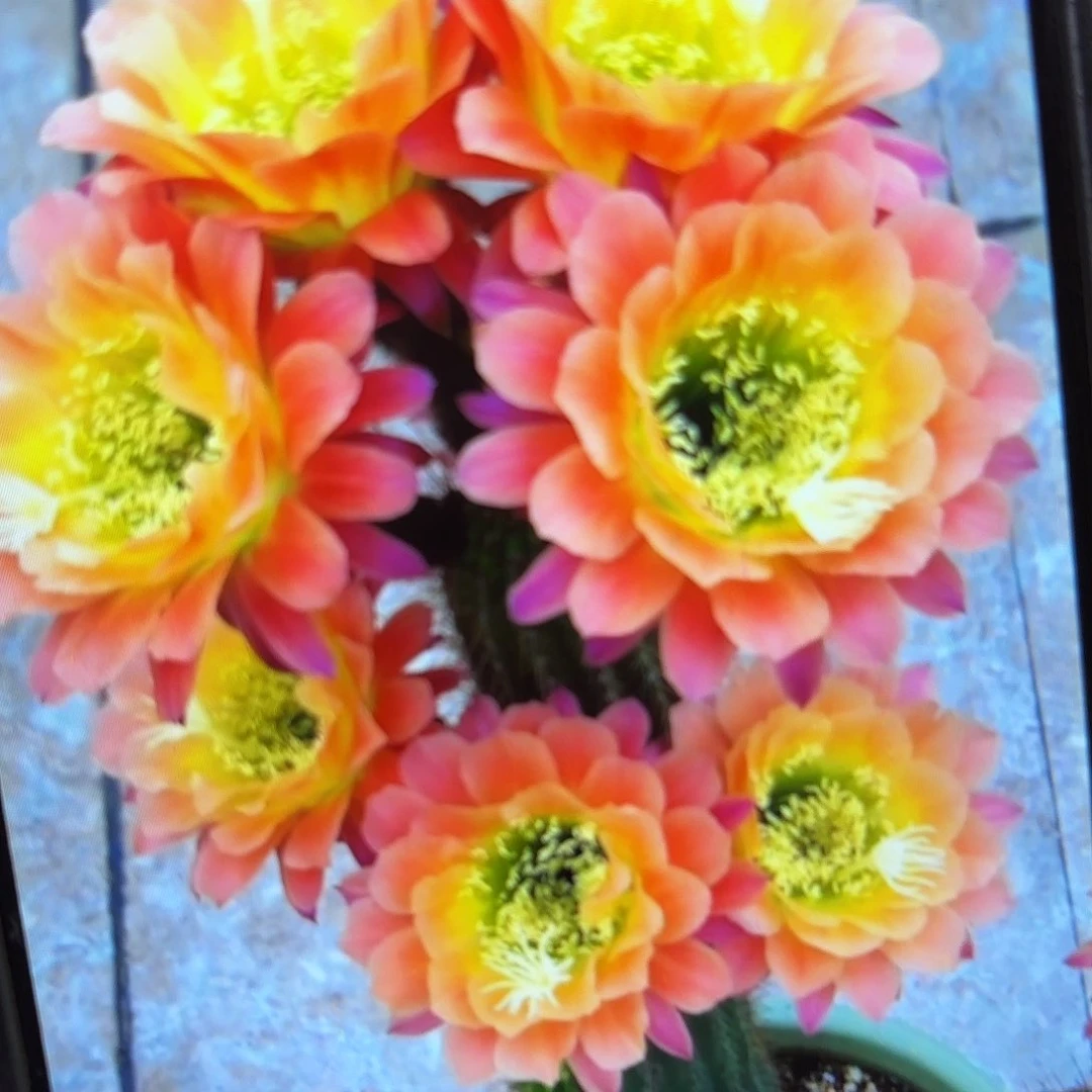 杏光辉毛侧牙20包邮55