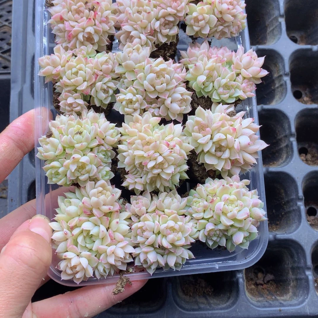 反反复复还是很开心038