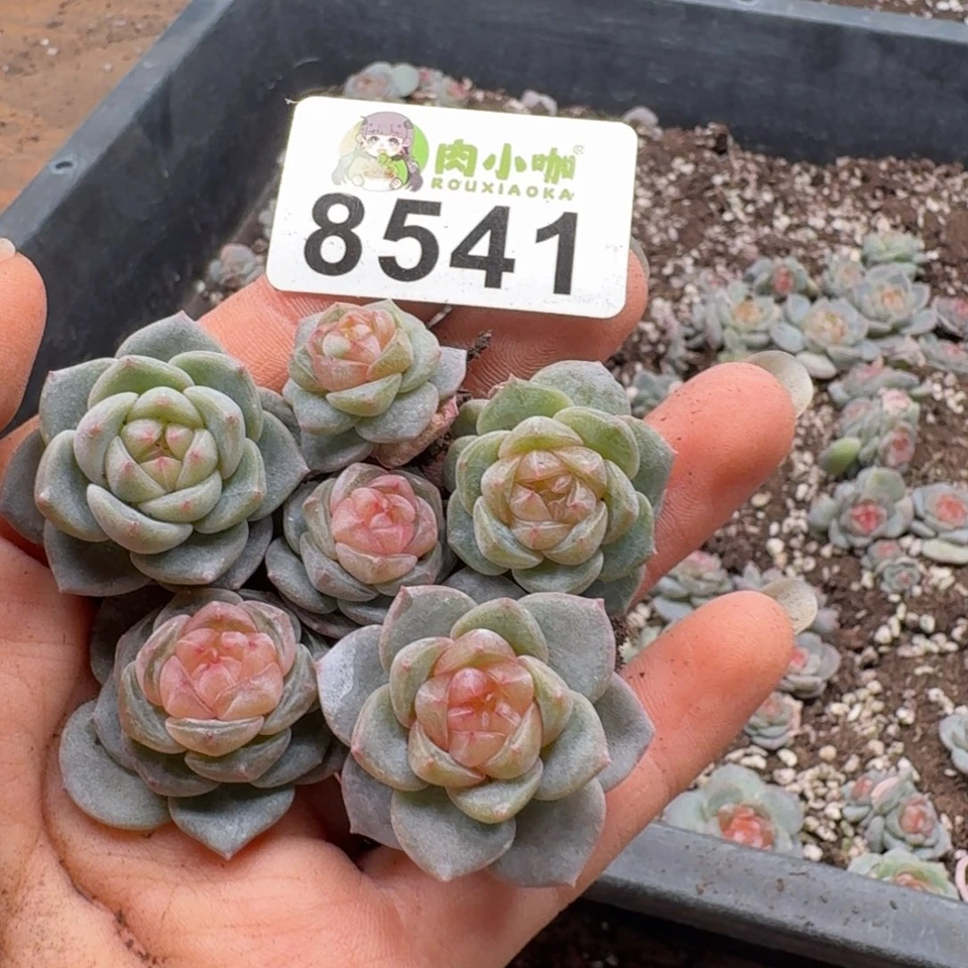 多肉植物多肉植物