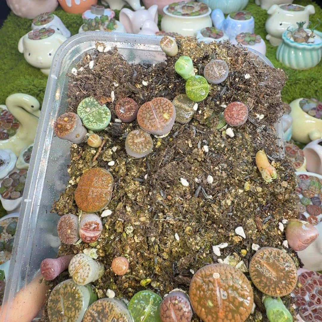 ****木多肉植物福利冲881