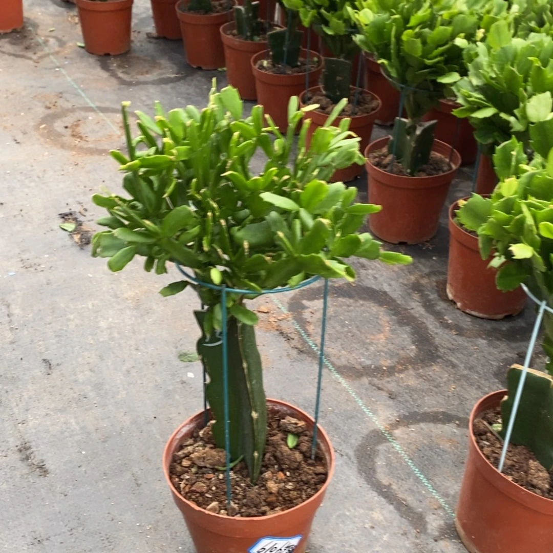 当前无花栽培后可以开花