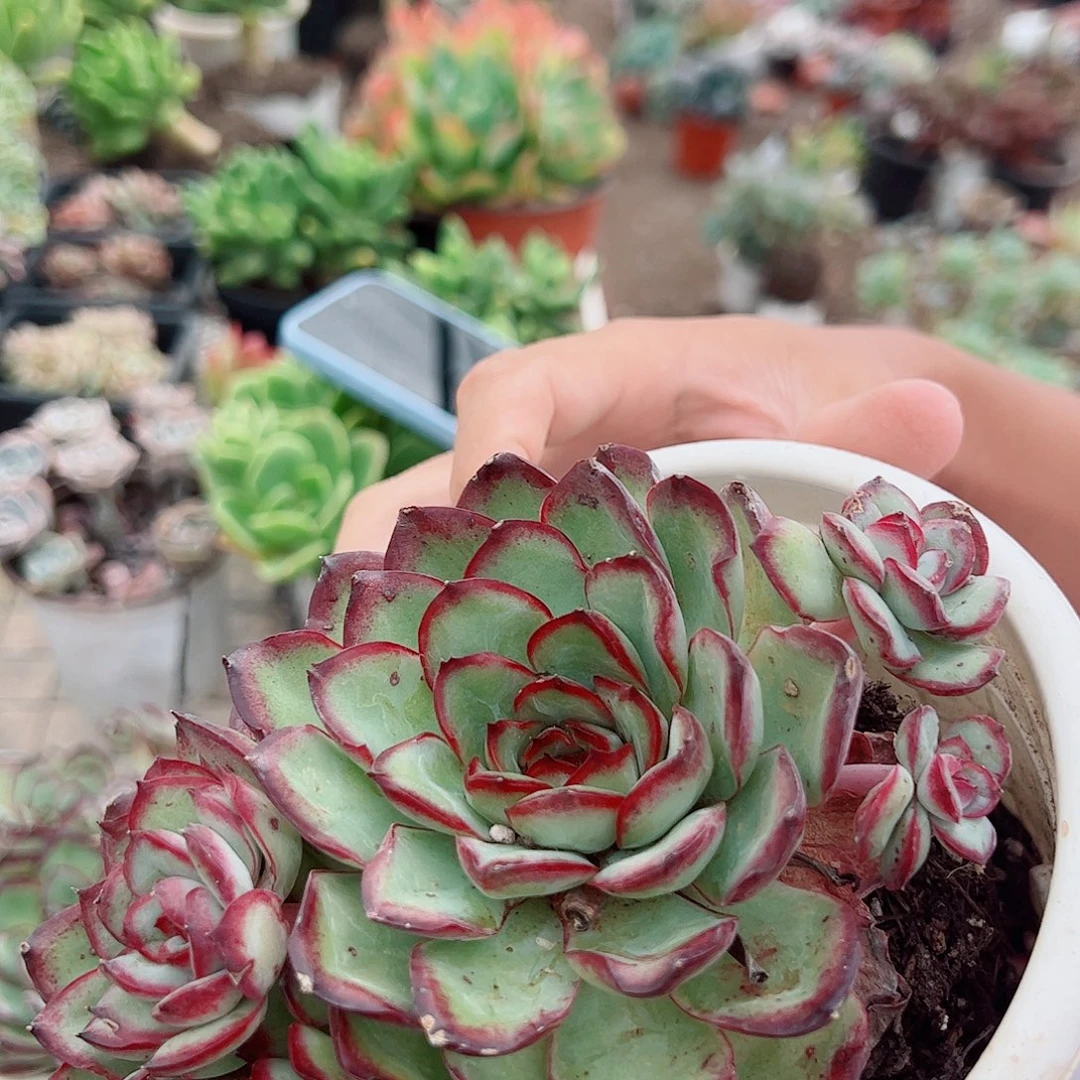 肉酱玫瑰 多肉植物