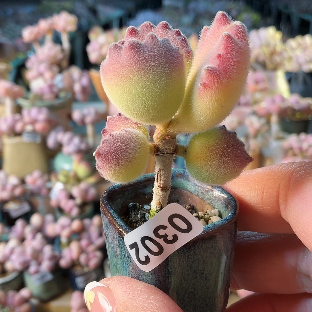 梦**境多肉植物的生长发育与生长发育